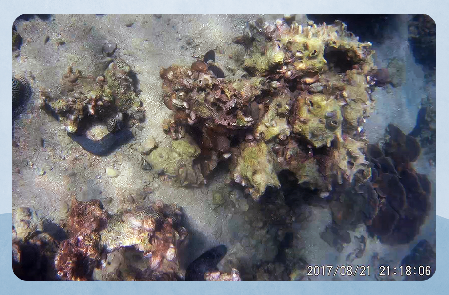 照片中可以看到珊瑚的分報比較疏落